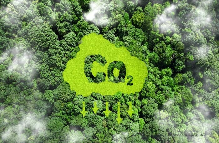 Hoàn thiện khung pháp lý để minh bạch thị trường carbon rừng- Ảnh 1.