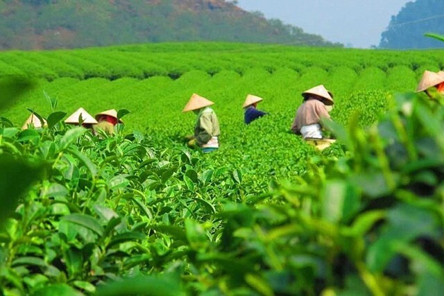 Định hướng chiến lược nâng cao giá trị xuất khẩu chè Việt vào Indonesia- Ảnh 1. Định hướng chiến lược nâng cao giá trị xuất khẩu chè Việt vào Indonesia- Ảnh 1.