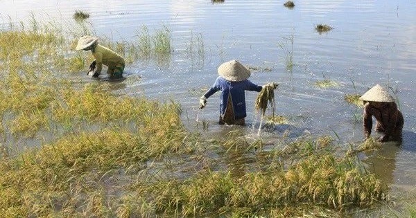 Hà Nội: Các mức hỗ trợ cây trồng, vật nuôi bị thiệt hại do thiên tai, dịch hại- Ảnh 1. Hà Nội: Các mức hỗ trợ cây trồng, vật nuôi bị thiệt hại do thiên tai, dịch hại- Ảnh 1.