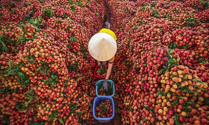 Xuất khẩu vải thiều đạt một cột mốc ấn tượng - Ảnh 1. Xuất khẩu vải thiều đạt một cột mốc ấn tượng - Ảnh 1.