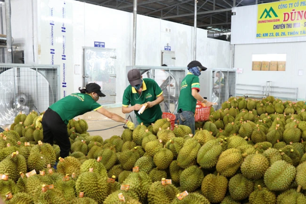 Xuất khẩu rau quả nửa đầu năm 2025 giảm 8,4% so với cùng kỳ- Ảnh 1. Xuất khẩu rau quả nửa đầu năm 2025 giảm 8,4% so với cùng kỳ- Ảnh 1.