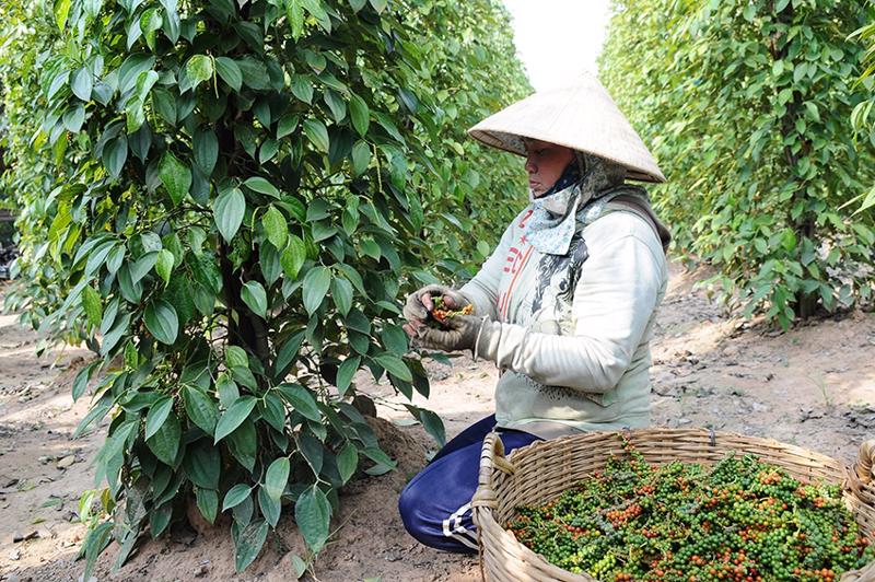 Hàng chục nghìn tấn "vàng đen" của Việt Nam ồ ạt tràn vào Mỹ, Đức, là mặt hàng VN xuất đi hơn 125 nước- Ảnh 2.