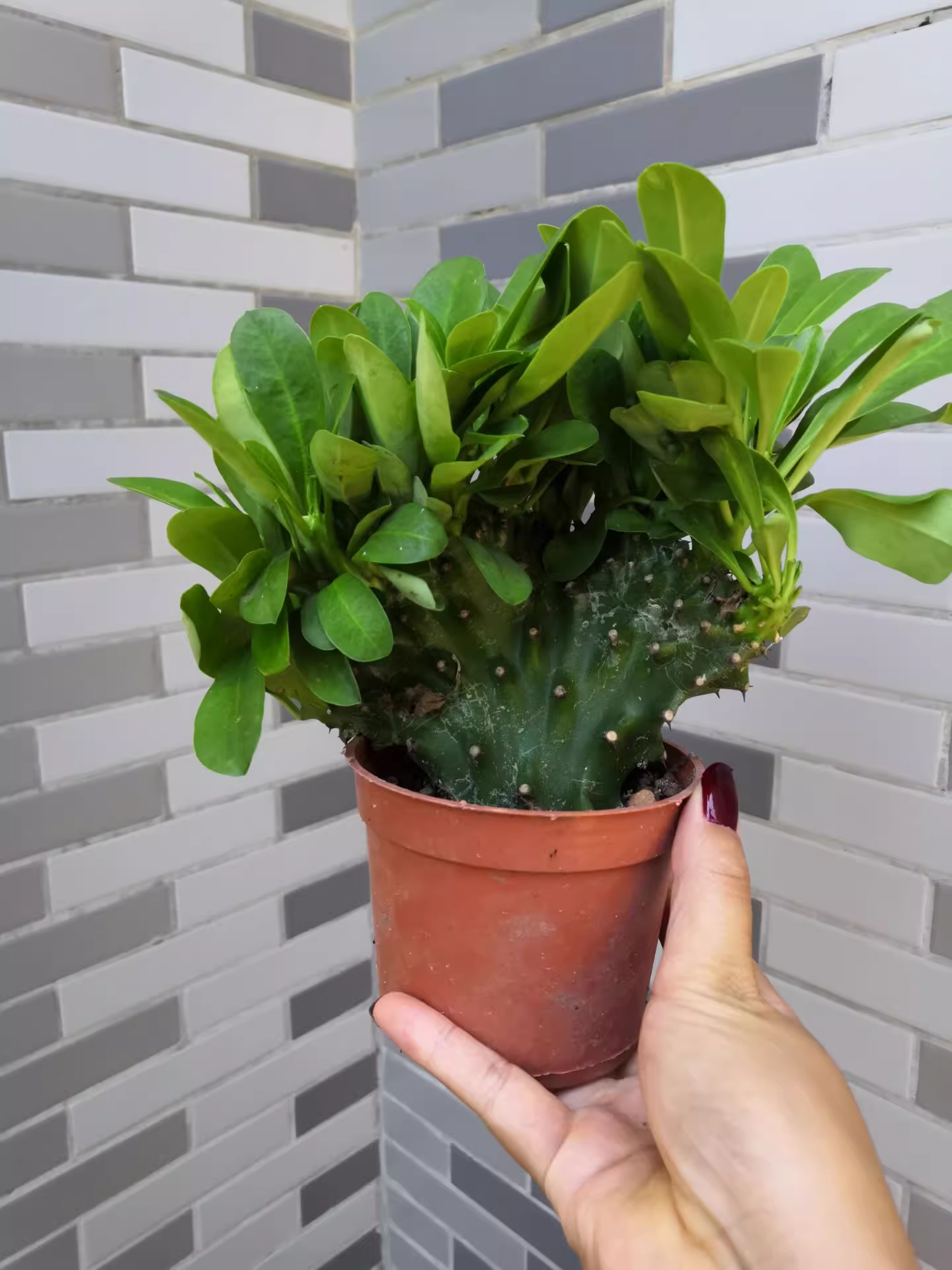 Người giàu bí mật trồng 6 cây trong nhà: Đuổi tà khí, hút tiền tài, con cháu "thơm lây"- Ảnh 1. Người giàu bí mật trồng 6 cây trong nhà: Đuổi tà khí, hút tiền tài, con cháu "thơm lây"- Ảnh 1.