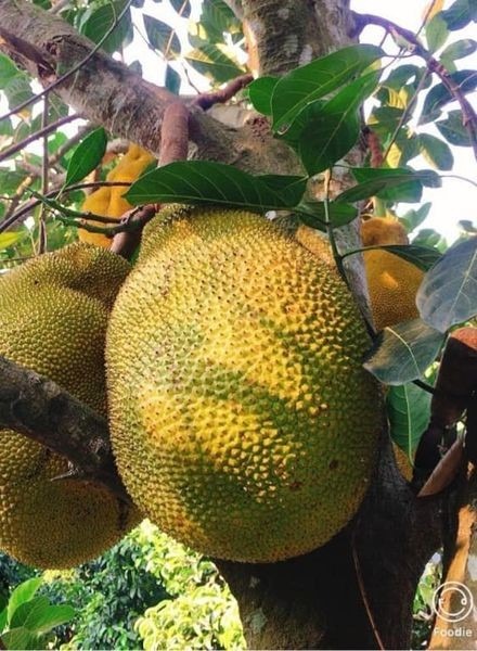 Loại cây lá rộng, quả vàng lúc lỉu, trồng 1 cây đủ nuôi cả nhà 3 thế hệ, cho bóng mát lại mang tiền cho chủ- Ảnh 2.