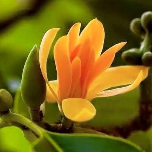 Lộc trời được ví "đắt hơn vàng", nở đẹp hơn huệ tây, giữ hương lâu nhất trong thế giới hoa cảnh- Ảnh 3.