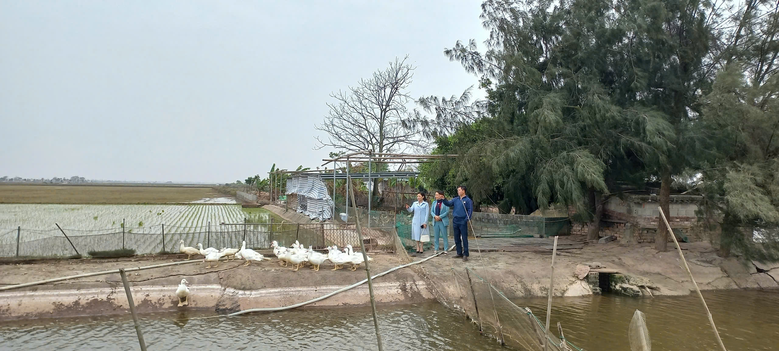 Vịt biển Đông Xuyên, nông sản sạch của người dân quê Hưng Yên- Ảnh 2.