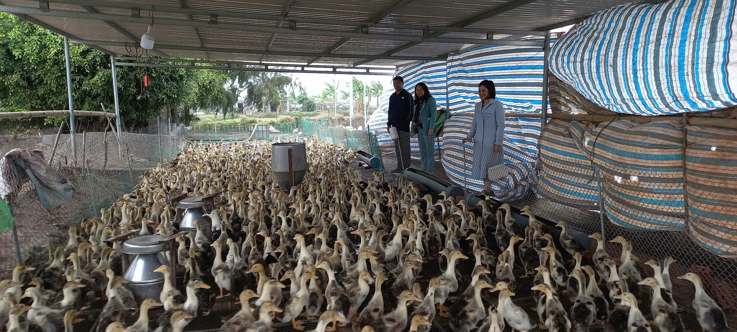 Vịt biển Đông Xuyên, nông sản sạch của người dân quê Hưng Yên- Ảnh 3.