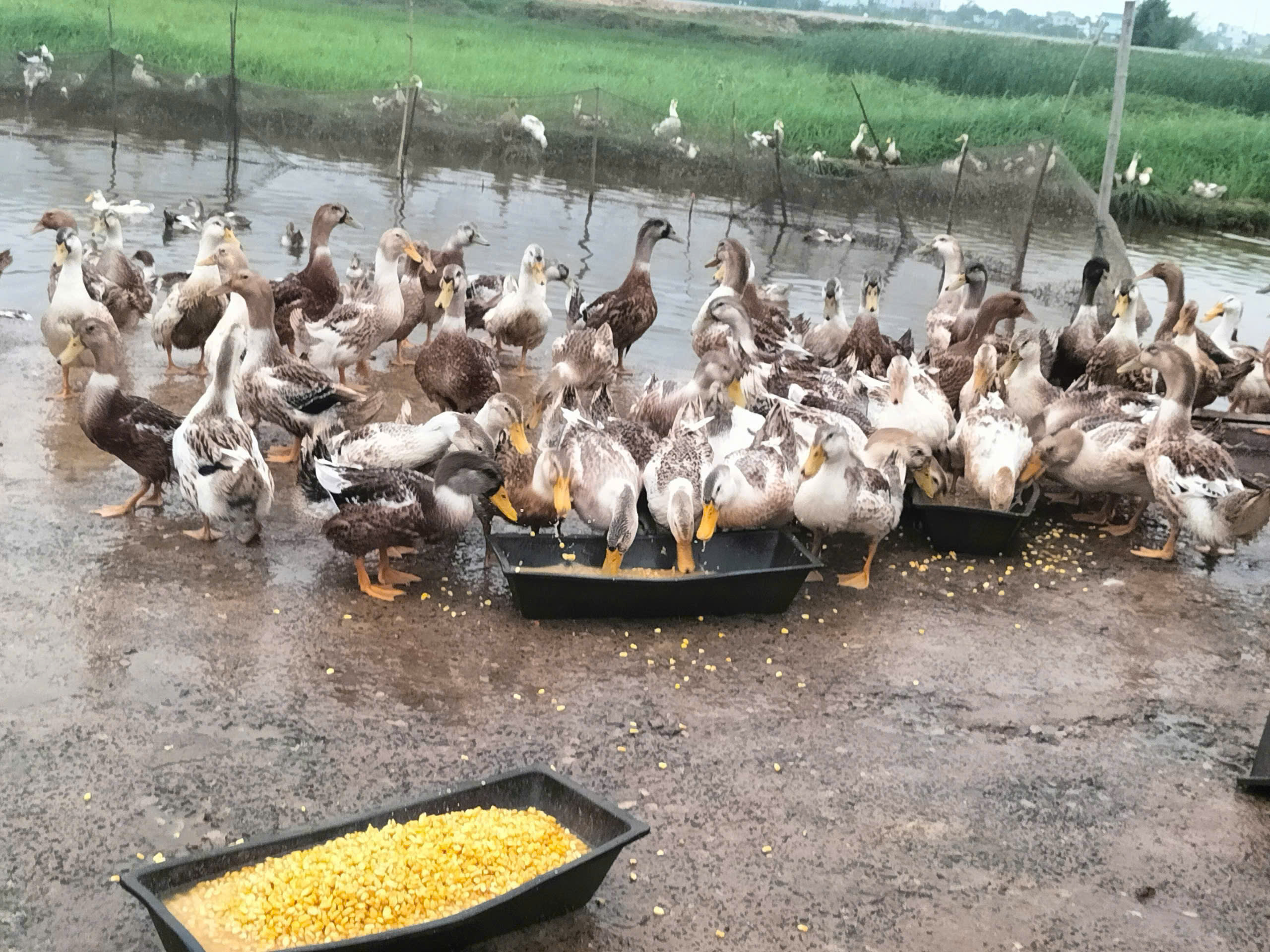 Vịt biển Đông Xuyên, nông sản sạch của người dân quê Hưng Yên- Ảnh 6.