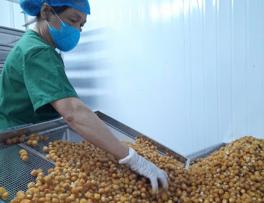 Gìn giữ và phát triển đặc sản nhãn lồng Hưng Yên- Ảnh 6. Gìn giữ và phát triển đặc sản nhãn lồng Hưng Yên- Ảnh 6.