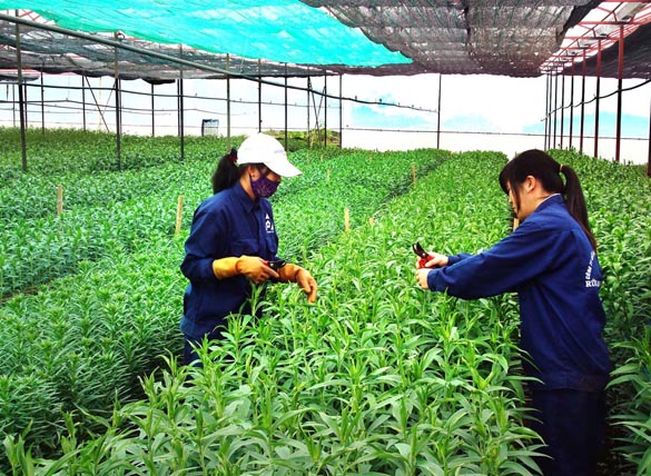 Hà Nội: Bứt phá từ nông nghiệp công nghệ cao- Ảnh 2. Hà Nội: Bứt phá từ nông nghiệp công nghệ cao- Ảnh 2.
