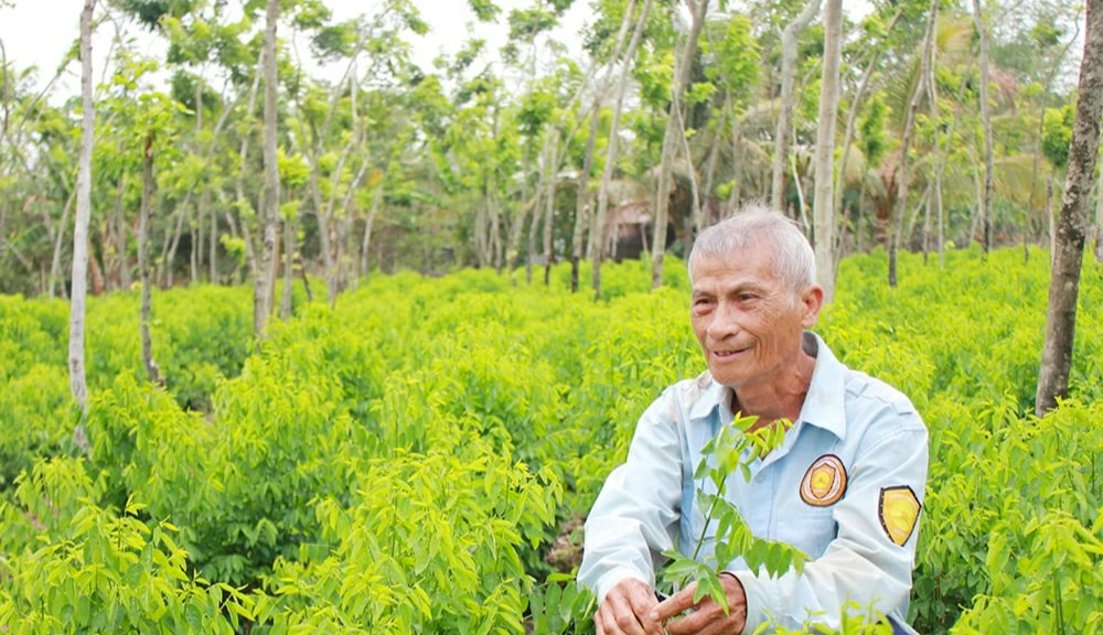 Lão nông U80 thành tỷ phú nhờ loại rau "ngọt như mì chính": Nơi trồng rất độc lạ- Ảnh 2. Lão nông U80 thành tỷ phú nhờ loại rau "ngọt như mì chính": Nơi trồng rất độc lạ- Ảnh 2.