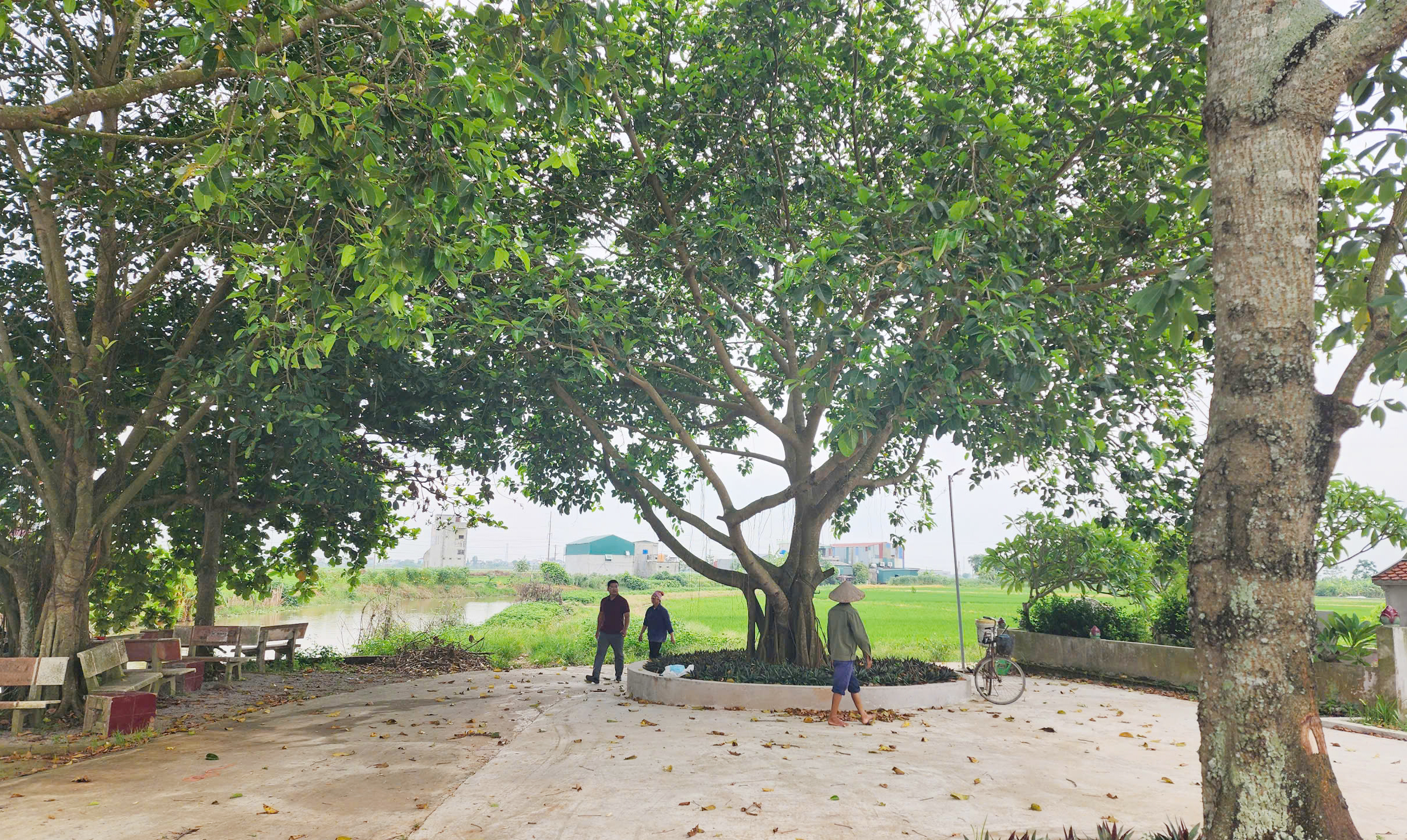 Hưng Yên: Người phụ nữ tần tảo và tình yêu mãnh liệt với cây lúa- Ảnh 7. Hưng Yên: Người phụ nữ tần tảo và tình yêu mãnh liệt với cây lúa- Ảnh 7.