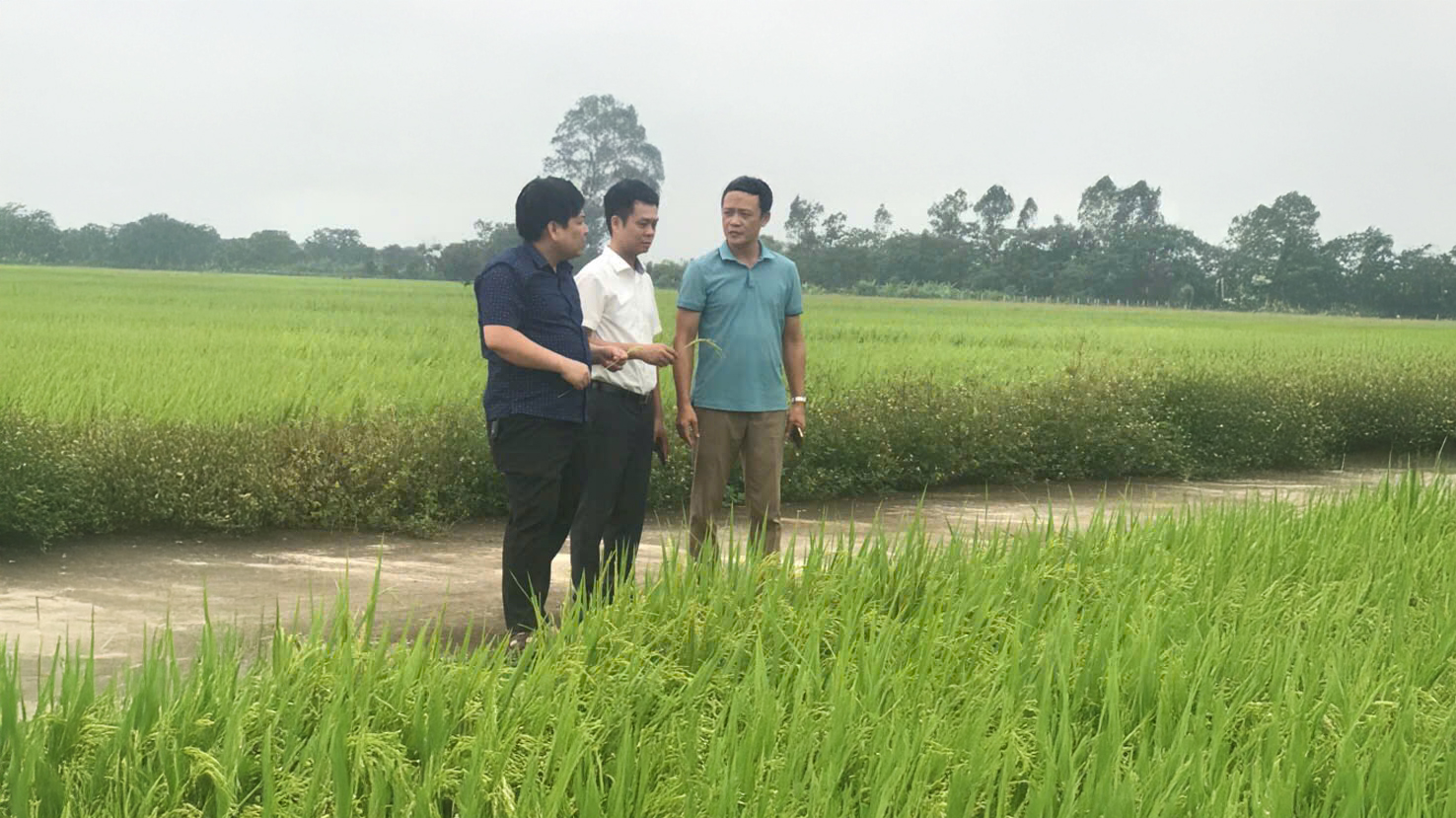 Hưng Yên: Sản xuất lúa hữu cơ, phát triển nông nghiệp sạch bền vững- Ảnh 2.