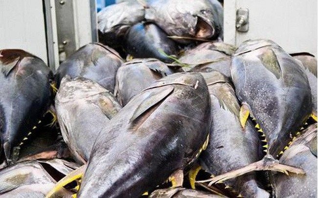 12 nghề cá bị ảnh hưởng, nguy cơ hụt thu hơn 500 triệu USD- Ảnh 1. 12 nghề cá bị ảnh hưởng, nguy cơ hụt thu hơn 500 triệu USD- Ảnh 1.