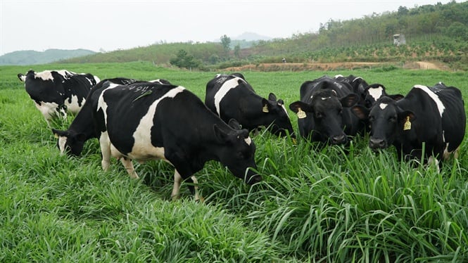 Bức tranh ngành bò sữa thay đổi rõ rệt với nhiều “gam trầm”- Ảnh 1.