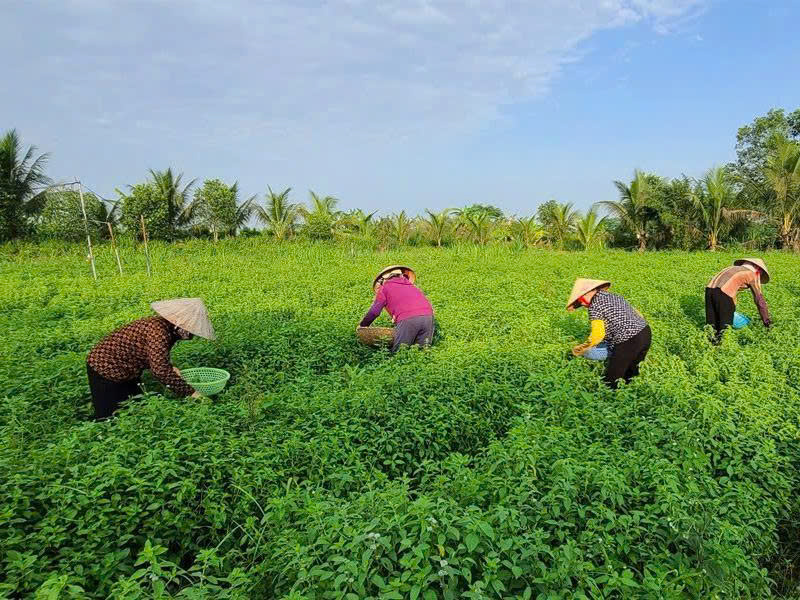 Câu chuyện khởi nghiệp từ cây dược liệu- Ảnh 2. Câu chuyện khởi nghiệp từ cây dược liệu- Ảnh 2.