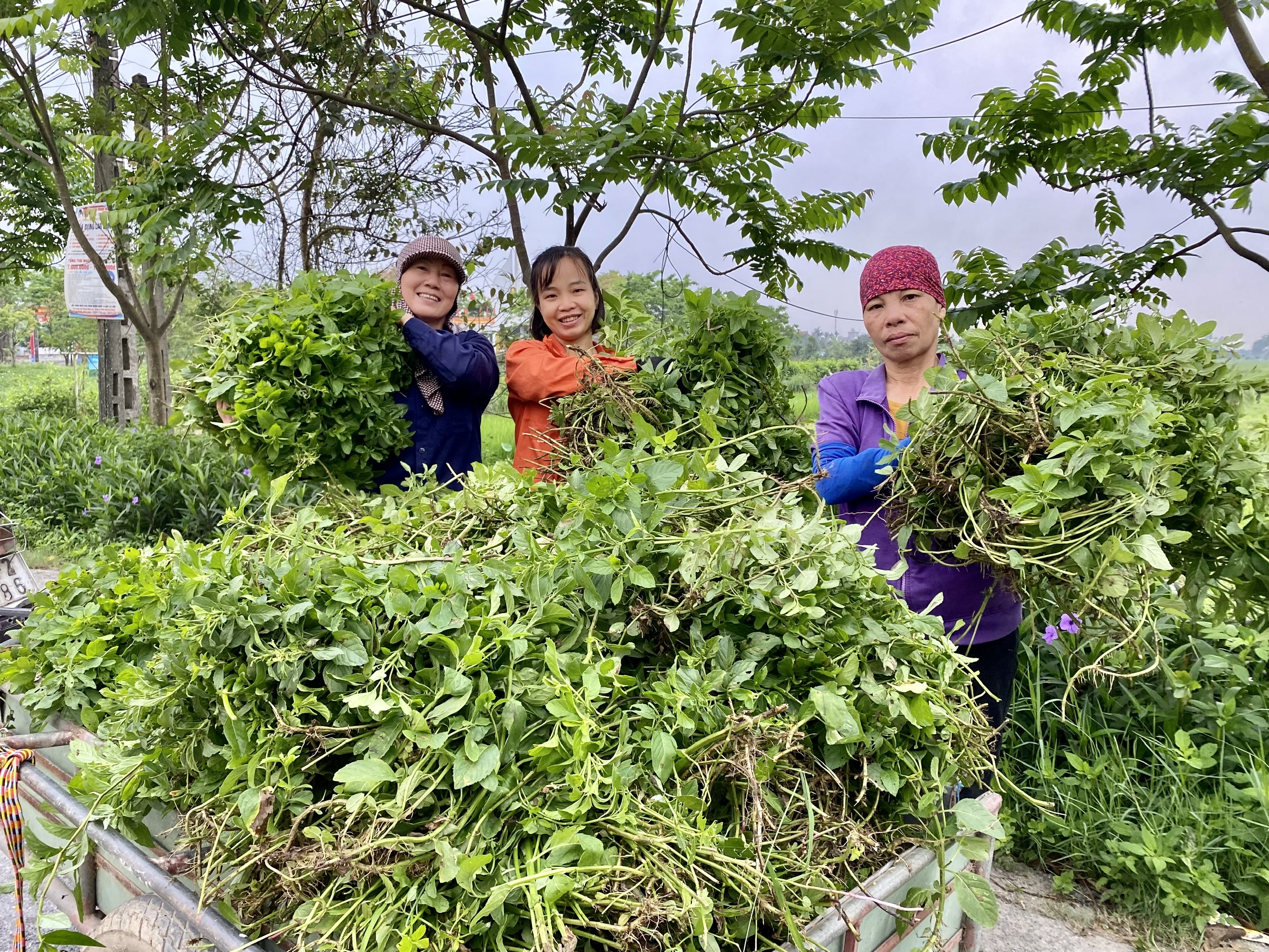 Câu chuyện khởi nghiệp từ cây dược liệu- Ảnh 3. Câu chuyện khởi nghiệp từ cây dược liệu- Ảnh 3.