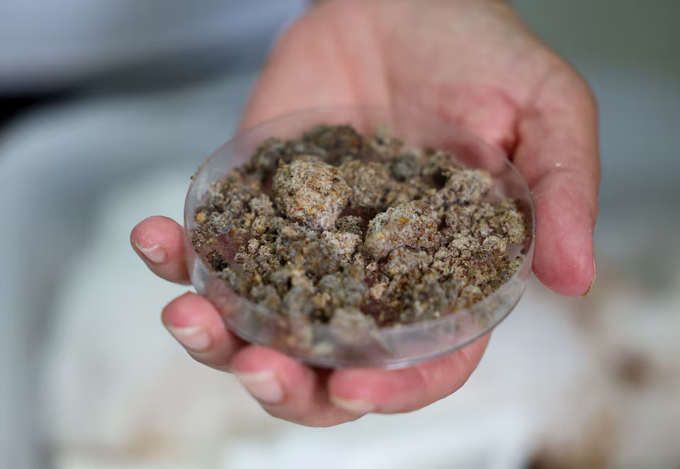 Sức mạnh kỳ lạ của sinh vật dài 2cm: Ăn 1kg xốp - chỉ thải ra 2 gram CO2- Ảnh 3. Sức mạnh kỳ lạ của sinh vật dài 2cm: Ăn 1kg xốp - chỉ thải ra 2 gram CO2- Ảnh 3.