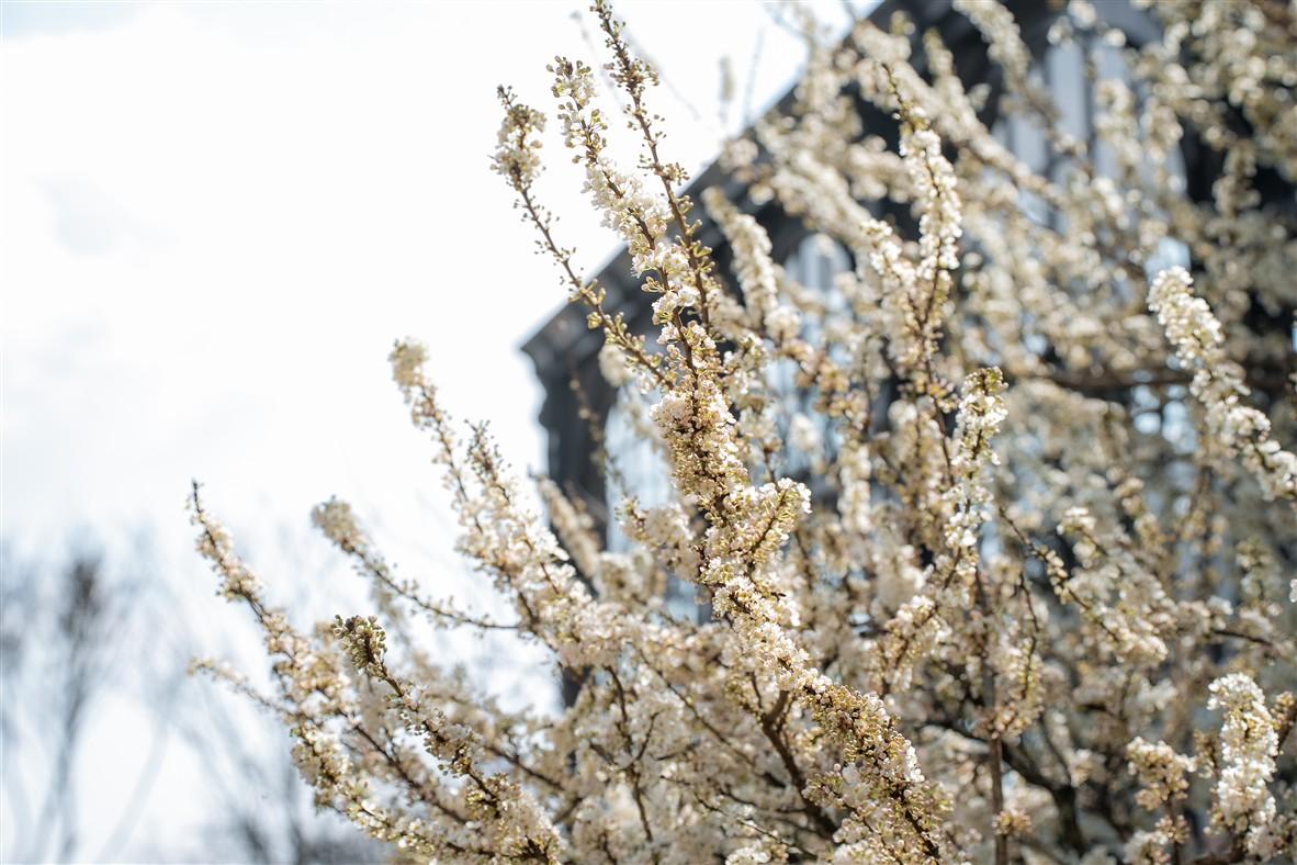 C:\Users\haht02\Desktop\Hoa man_rz\PDM08110.jpg