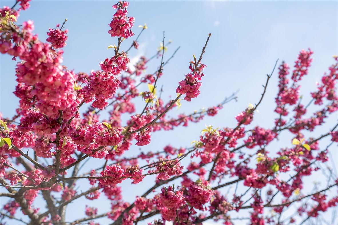 C:\Users\haht02\Desktop\Hoa man_rz\PDM08393.jpg