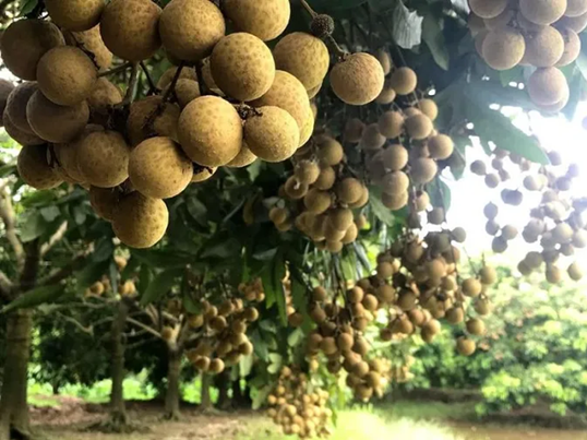 Việt Nam có thêm 5 di sản mới được đưa vào Danh mục di sản văn hóa phi vật thể quốc gia- Ảnh 1.