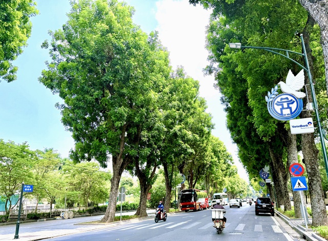 Hà Nội định hướng tổ chức lại hệ thống cây xanh trên các tuyến đường, phố - Ảnh 1.