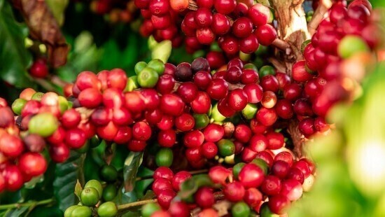 Xuất khẩu cà phê Việt Nam lập kỷ lục 8,5 tỷ USD niên vụ 2025-2026 - Ảnh 1.