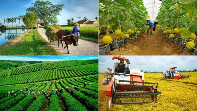Hà Nội: Doanh thu hợp tác xã phấn đấu đạt 3,8 tỷ đồng/năm - Ảnh 1.