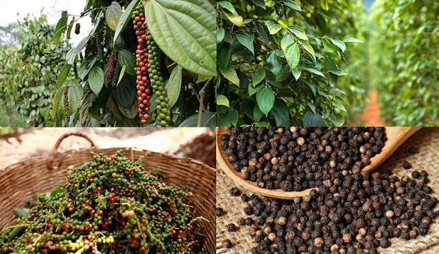 Việt Nam nhập khẩu gần 50.000 tấn hồ tiêu chỉ sau 9 tháng- Ảnh 1.