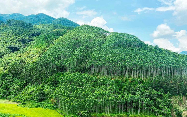 Chủ tịch nước dự lễ phát động Tết trồng cây năm 2026- Ảnh 5. Chủ tịch nước dự lễ phát động Tết trồng cây năm 2026- Ảnh 5.