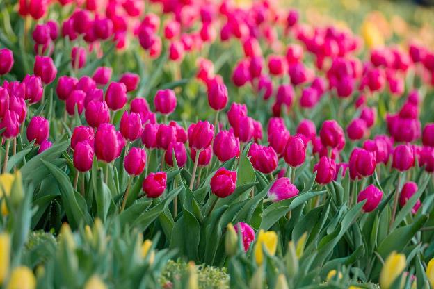 Núi Bà Đen: Điểm đến yêu thích mới của du khách Ấn Độ- Ảnh 5.