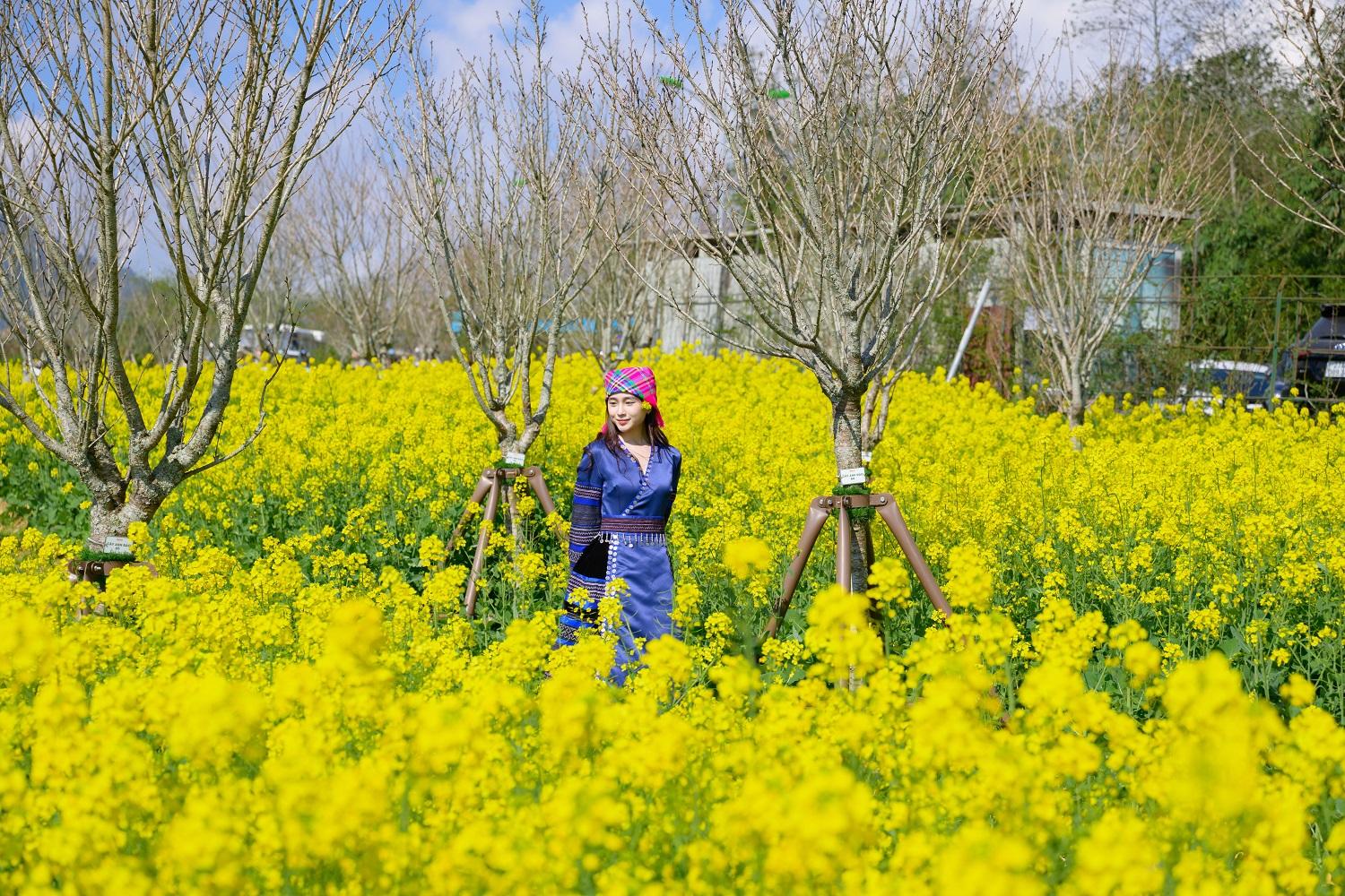 Sa Pa: 8/3 “đổi gió” lên Fansipan, thảnh thơi ngắm nhìn “biển hoa” và “biển mây”- Ảnh 1.