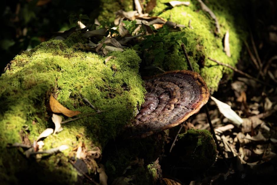 Định hình con đường dược liệu Việt: Tư duy chiến lược của Anh hùng Lao động Thái Hương- Ảnh 3.