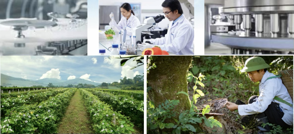 Định hình con đường dược liệu Việt: Tư duy chiến lược của Anh hùng Lao động Thái Hương- Ảnh 4.