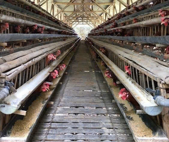 ILDEX Vietnam 2026: Định hình một ngành chăn nuôi hiện đại, hiệu quả và phát triển bền vững- Ảnh 2.