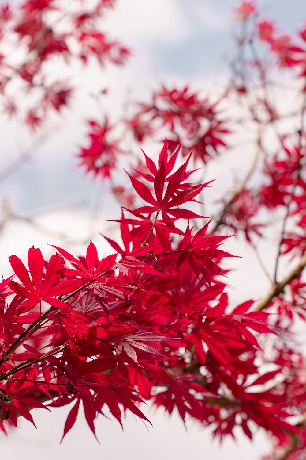 Lên Fansipan, ngắm mùa hoa anh đào ngợp ngời trên đỉnh thiêng- Ảnh 5.