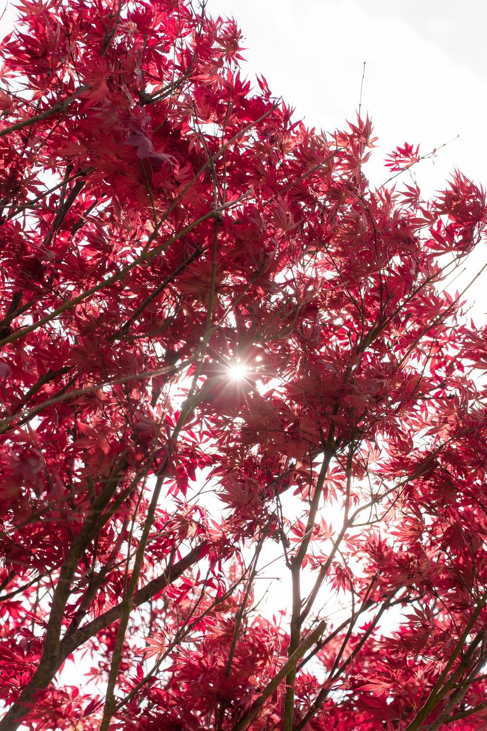 Lên Fansipan, ngắm mùa hoa anh đào ngợp ngời trên đỉnh thiêng- Ảnh 6.