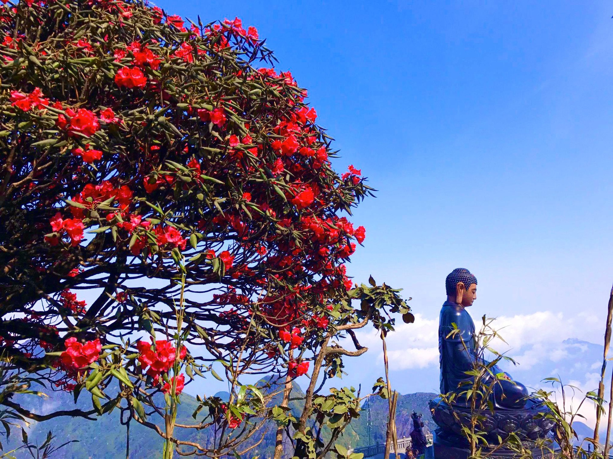 Lên Fansipan, ngắm mùa hoa anh đào ngợp ngời trên đỉnh thiêng- Ảnh 7.