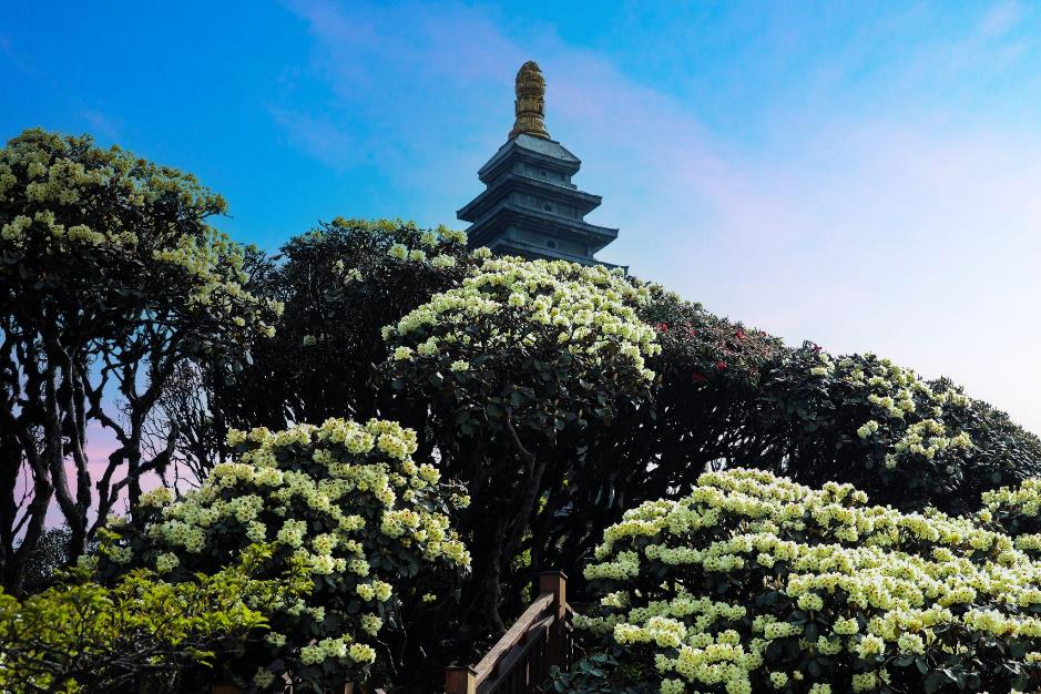 “Bản giao hưởng triệu đóa hồng” đánh dấu 10 năm cáp treo Fansipan- Ảnh 5. “Bản giao hưởng triệu đóa hồng” đánh dấu 10 năm cáp treo Fansipan- Ảnh 5.