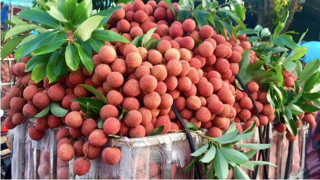 Bộ Công Thương hỗ trợ thúc đẩy tiêu thụ, xuất khẩu quả vải trong niên vụ 2026- Ảnh 1. Bộ Công Thương hỗ trợ thúc đẩy tiêu thụ, xuất khẩu quả vải trong niên vụ 2026- Ảnh 1.