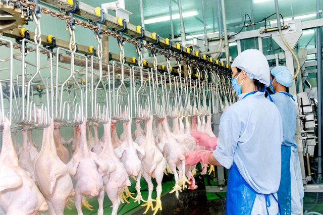 Thịt gà Việt Nam đạt tiêu chuẩn chất lượng xuất khẩu sang Singapore và Hongkong - Ảnh 1.
