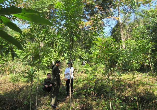 Quỹ Bảo vệ và Phát triển rừng tỉnh Cao Bằng:
Nâng cao hiệu quả công tác bảo vệ và phát triển rừng bền vững - Ảnh 1.