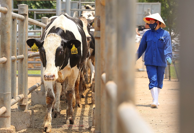 Vững đà tăng trưởng, TH true MILK đón đàn bò sữa cao sản nhập khẩu đầu tiên trong năm 2021 - Ảnh 1.