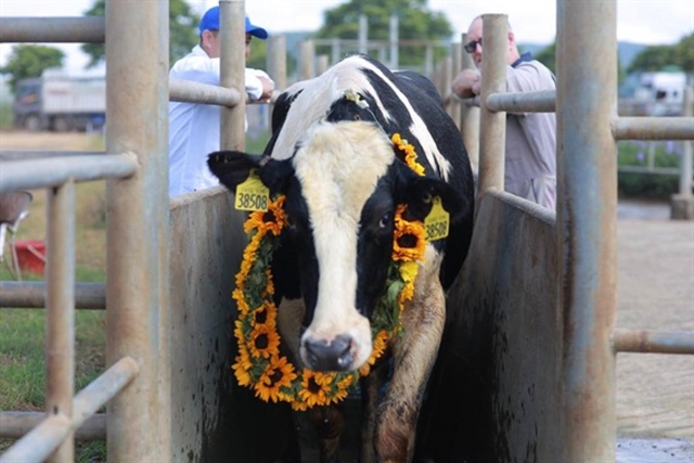 Vững đà tăng trưởng, TH true MILK đón đàn bò sữa cao sản nhập khẩu đầu tiên trong năm 2021 - Ảnh 3.