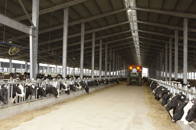 Vững đà tăng trưởng, TH true MILK đón đàn bò sữa cao sản nhập khẩu đầu tiên trong năm 2021 - Ảnh 5.