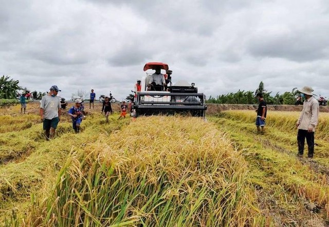 Giá gạo xuất khẩu của Việt Nam tăng mạnh trở lại, vượt gạo Thái Lan - Ảnh 1.
