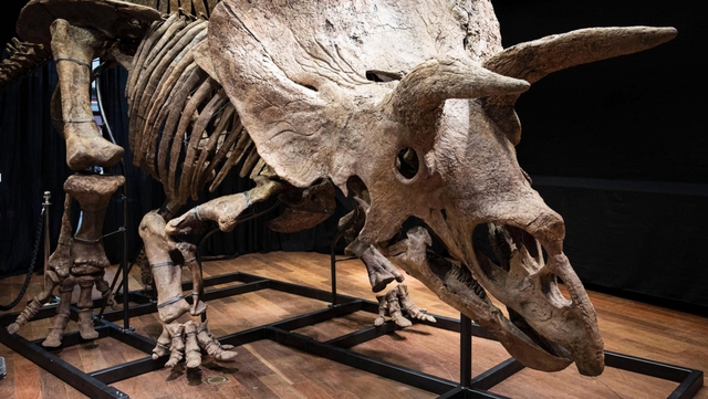 Bộ xương của Big John ( loài Triceratop)
