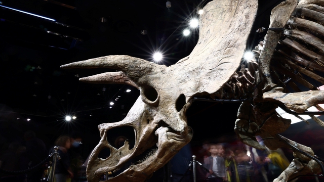 Hóa thạch khủng long 3 sừng được người bí ẩn mua với số tiền 'khổng lồ' - Ảnh 5.
