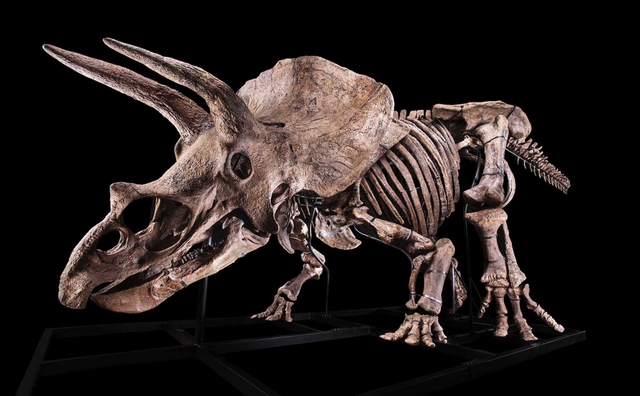 Bộ xương của Big John (loài Triceratop).