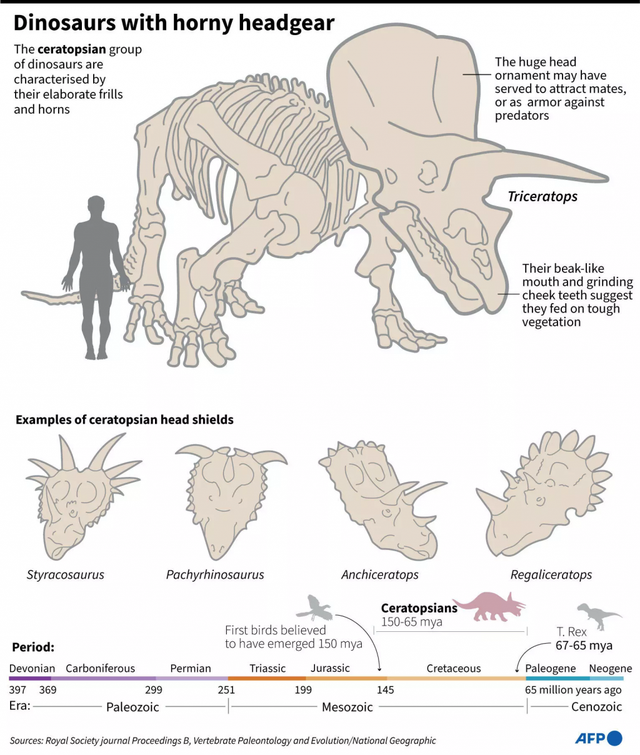 Hóa thạch khủng long 3 sừng được người bí ẩn mua với số tiền 'khổng lồ' - Ảnh 2.